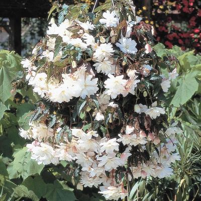 Бегония Иллюминейшн белая Бегония Иллюминейшн белая фото