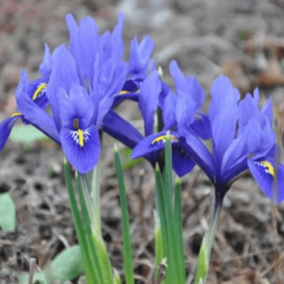 Ирис Кантаб фото