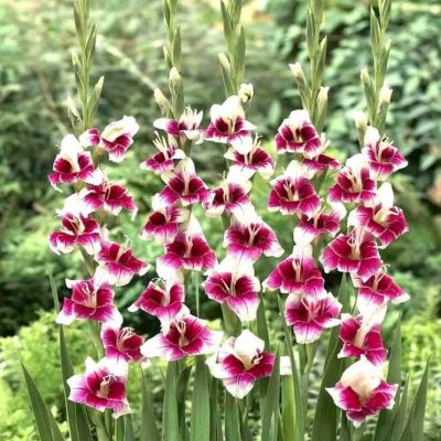 Гладиолус Амбер Мистик Гладиолус Амбер Мистик - Dolina-Sad.Ru