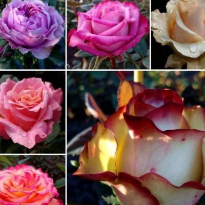 Микс чайно-гибридных роз (3=2) Микс чайно-гибридных роз (3=2) фото