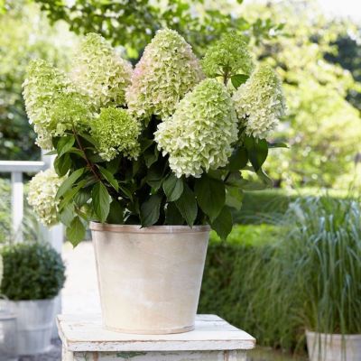 Гортензия метельчатая Литл Фреско Гортензия метельчатая Литл Фреско - Dolina-Sad.Ru