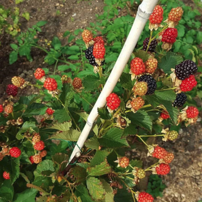 Ежевика Рубен Ежевика Рубен - Dolina-Sad.Ru