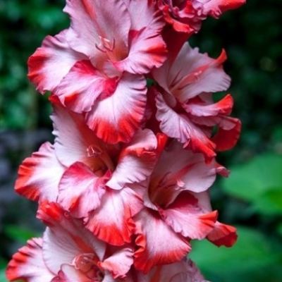 Гладиолус Тэдс Трамп Гладиолус Тэдс Трамп - Dolina-Sad.Ru