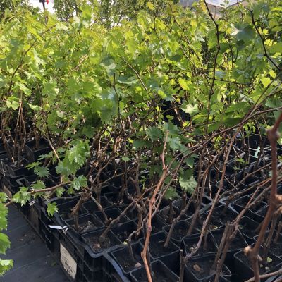 Виноград Гарольд фото