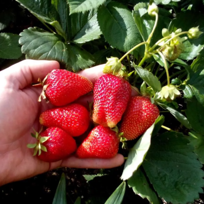 Клубника Сан Андреас/Ремонтантная Клубника Сан Андреас/Ремонтантная фото