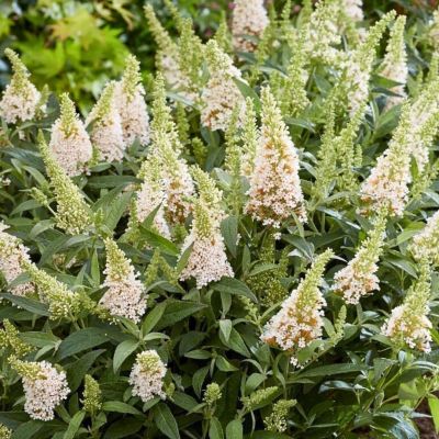 Буддлея Давида Баттерфляй Канди Литл Уайт Буддлея Давида Баттерфляй Канди Литл Уайт - Dolina-Sad.Ru