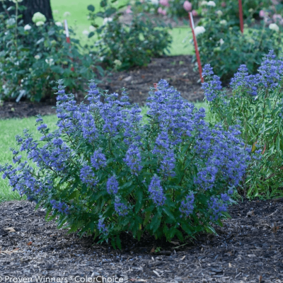 Кариоптерис кладонский хэвенли блю фото