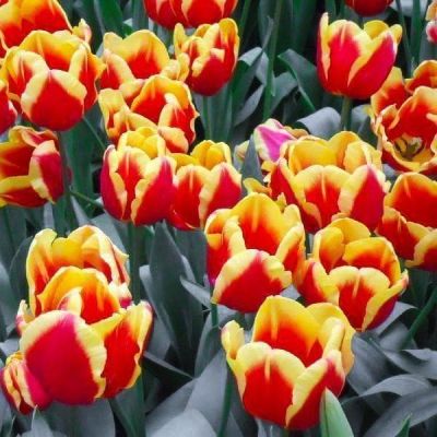 Тюльпан Денмарк Тюльпан Денмарк фото