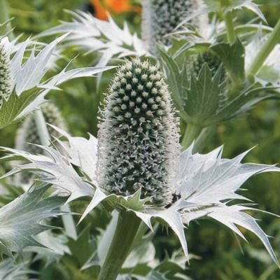 Синеголовник Вайт Джайнт Синеголовник Вайт Джайнт - Dolina-Sad.Ru