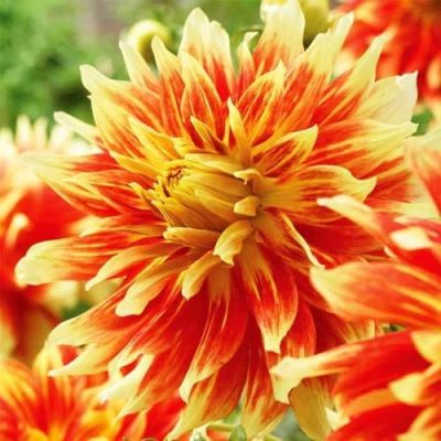 Георгина Бодашез(Гиганты) Георгина Бодашез(Гиганты) фото