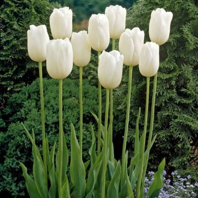 Тюльпан Маурин Тюльпан Маурин фото