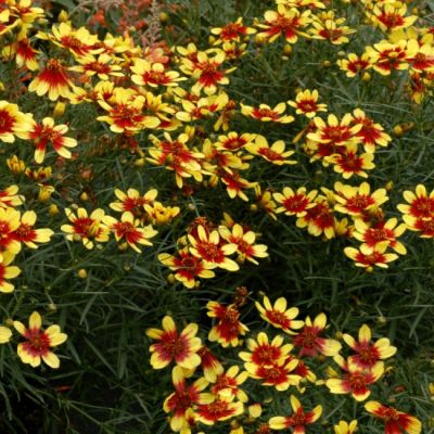 Кореопсис Хоней Бонч Ред энд Голд , x Кореопсис Хоней Бонч Ред энд Голд , x фото