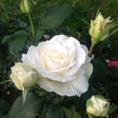 Роза Уайт Наоми Роза Уайт Наоми - Dolina-Sad.Ru