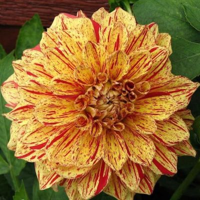 Георгина Пэйнтед Мадам Георгина Пэйнтед Мадам фото