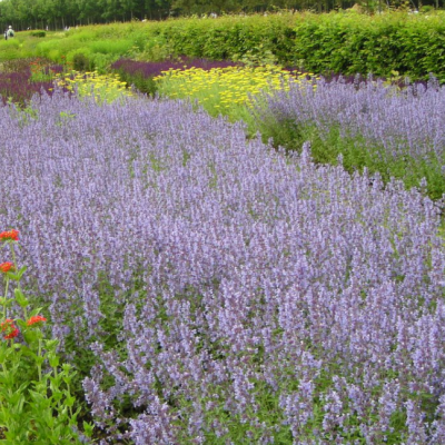 Котовник Фассена Сикс Хиллз Гиант Котовник Фассена Сикс Хиллз Гиант фото