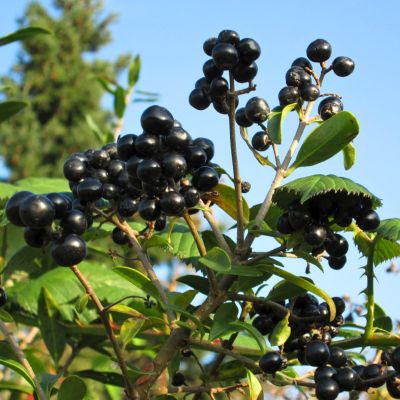 Бирючина обыкновенная Листрум - Dolina-Sad.Ru