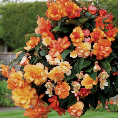 Бегония Голден Белкони Бегония Голден Белкони фото