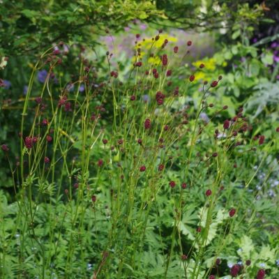 Кровохлебка лекарственная Лум - Dolina-Sad.Ru