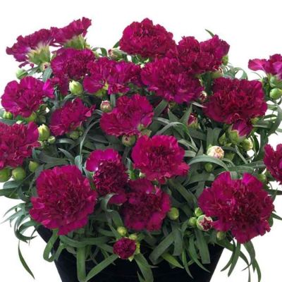 Гвоздика Свит Плеже Пурпл - Dolina-Sad.Ru