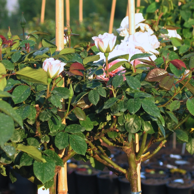 Роза Штамбовая Вайтэ Шейд ов Пэйл Роза Штамбовая Вайтэ Шейд ов Пэйл - Dolina-Sad.Ru