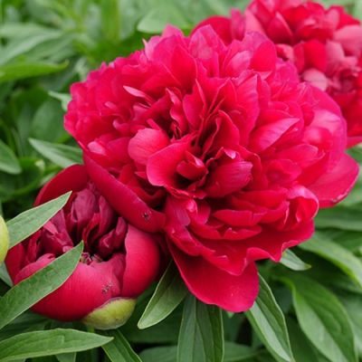 Пион Леди ин Ред - Dolina-Sad.Ru