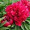 Пион Леди ин Ред - Dolina-Sad.Ru