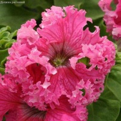 Петуния Афродита розовая F1 (Фриллитуния) бахромч. Н12 Петуния Афродита розовая F1 (Фриллитуния) бахромч. Н12 фото