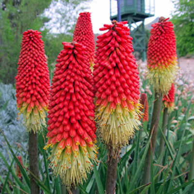 Книфофия Ред Адмирал Книфофия Ред Адмирал фото