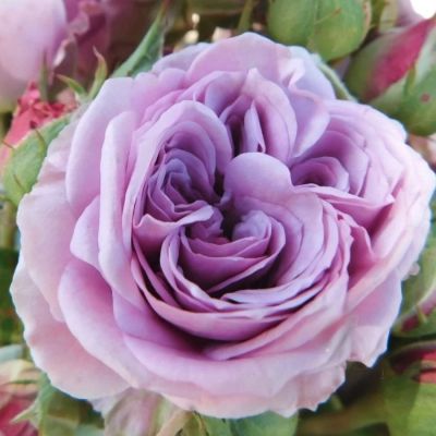 Роза Лавендер Айс - Dolina-Sad.Ru