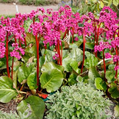 Бадан Моргенроте Бадан Моргенроте - Dolina-Sad.Ru