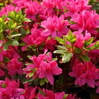 Рододендрон японский Гейша Пинк Рододендрон японский Гейша Пинк - Dolina-Sad.Ru