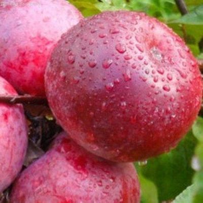 Яблоня Память Коваленко/Зимняя Яблоня Память Коваленко/Зимняя фото