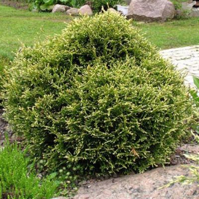 Туя западная Столвик Туя западная Столвик фото