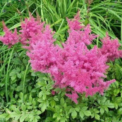 Астильба Анита Пфейфер Астильба Анита Пфейфер фото