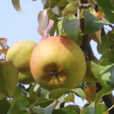 Груша Бере Зимняя (Мичурина) Груша Бере Зимняя (Мичурина) - Dolina-Sad.Ru