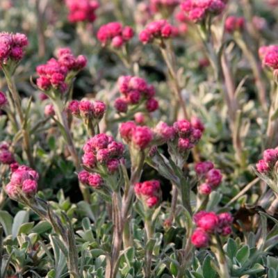 Кошачья лапка двудомная , P9 фото