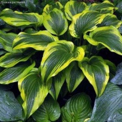 Хоста Ауреомаргината Хоста Ауреомаргината фото