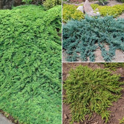 Комплект стелющихся можжевельников Лесной Комплект стелющихся можжевельников Лесной - Dolina-Sad.Ru