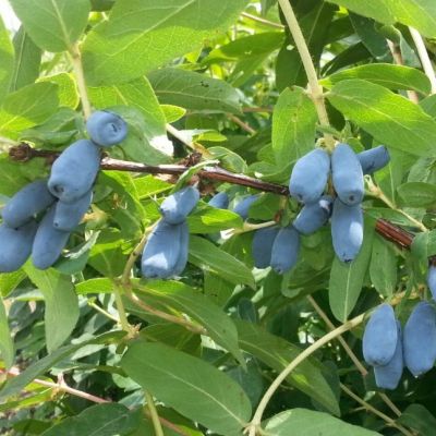 Жимолость Синичка Жимолость Синичка фото