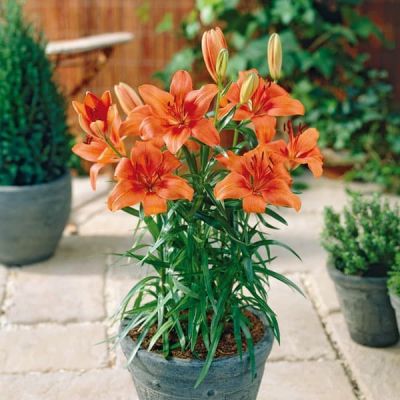 Лилия Оранж Пикси (в горшке) Лилия Оранж Пикси (в горшке) фото