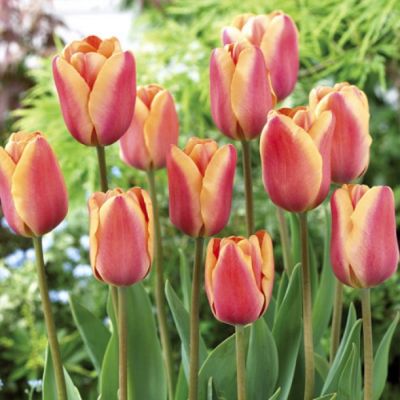 Тюльпан Эприкот Фокс - Dolina-Sad.Ru