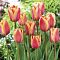 Тюльпан Эприкот Фокс - Dolina-Sad.Ru