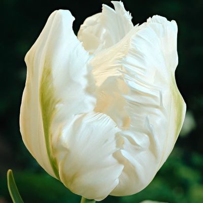 Тюльпан Уайт Пэррот Тюльпан Уайт Пэррот фото
