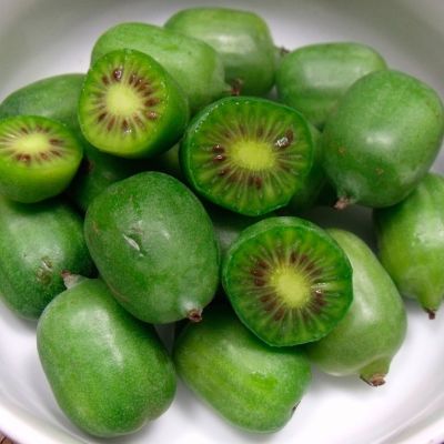 Актинидия аргута Джамбо Актинидия аргута Джамбо - Dolina-Sad.Ru