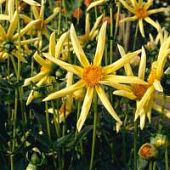 Георгина Хонка - Dolina-Sad.Ru