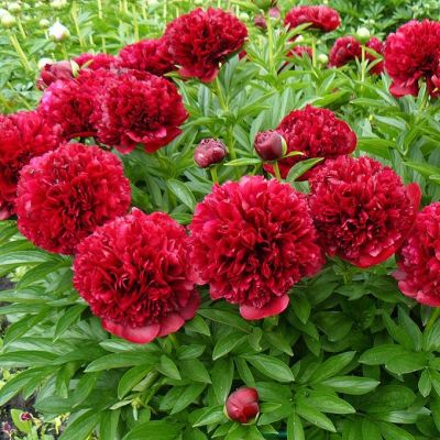 Пион Ред Грейс фото