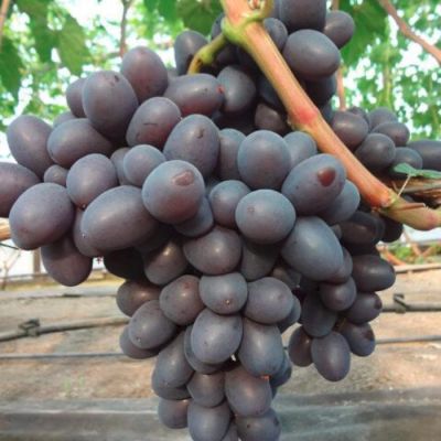 Виноград Подарок Несветая Виноград Подарок Несветая - Dolina-Sad.Ru