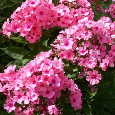 Флокс метельчатый Флейм Лайт Пинк , С1,5 Флокс метельчатый Флейм Лайт Пинк , С1,5 фото