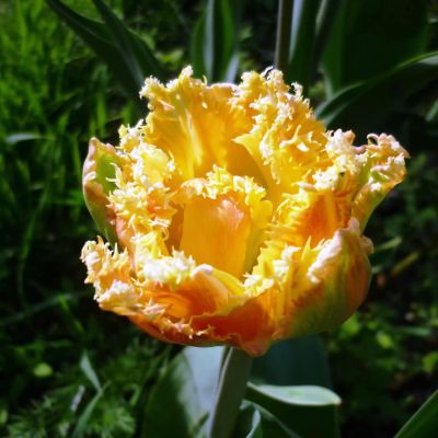 Тюльпан Эсприт Тюльпан Эсприт фото