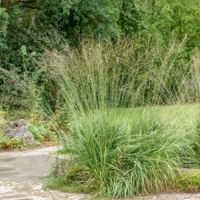 Молиния тростниковая Транспарент - Dolina-Sad.Ru